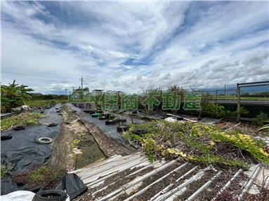 G08壯圍鄉永美開心農場房屋室內格局與周邊環境