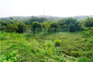 C3186貓貍公園休閒地房屋室內格局與周邊環境