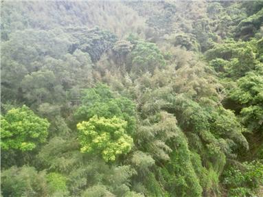 C3174獅潭桂竹美林地房屋室內格局與周邊環境