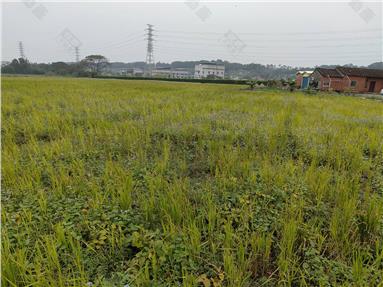 楊梅社子溪農地1608房屋室內格局與周邊環境