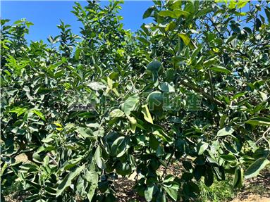 竹南稀有一般農1房屋室內格局與周邊環境