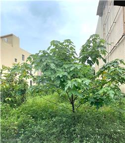 新豐建興路小農地房屋室內格局與周邊環境