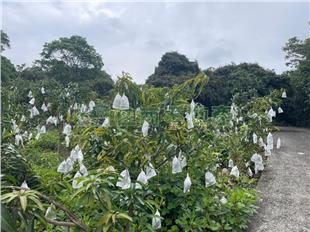 員林員南段百果林地C房屋室內格局與周邊環境