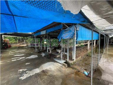 埔鹽埔打路蛋雞舍房屋室內格局與周邊環境