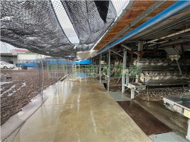 埔鹽埔打路蛋雞舍房屋室內格局與周邊環境