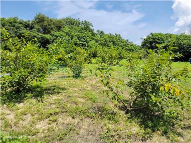 專任近苗栗高鐵站9.5分農地房屋室內格局與周邊環境