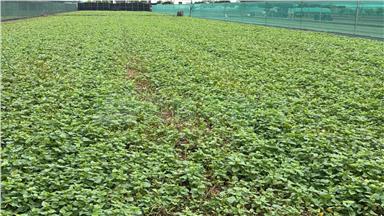 二崙永定農地1房屋室內格局與周邊環境