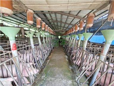 雙收益合法豬舍金雞母房屋室內格局與周邊環境