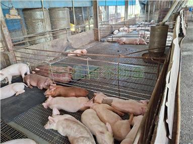 雙收益合法豬舍金雞母房屋室內格局與周邊環境