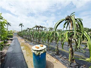 崗山一街開心農場房屋室內格局與周邊環境