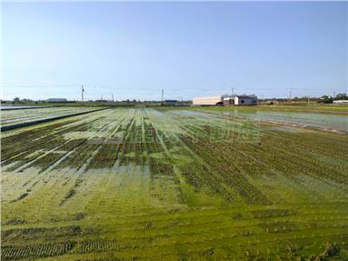 鹿草漂亮小農地房屋室內格局與周邊環境