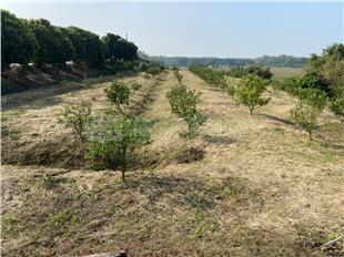 關帝廳佛利蒙柑果園農地房屋室內格局與周邊環境