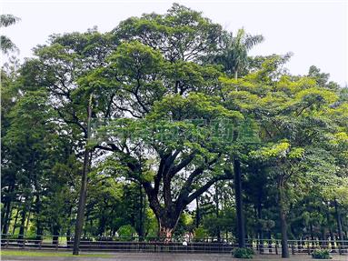 專-台南車站.台南公園溫馨三房房屋室內格局與周邊環境